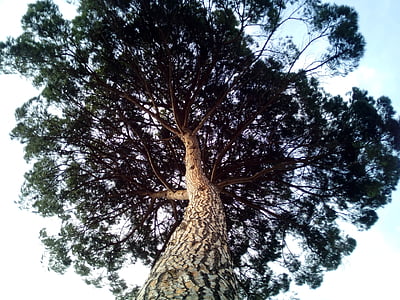 kivi-mänd, Pinus pinea, Cup, puu, metsa, saja, puud