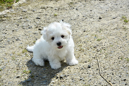 puppy, hond, katoen Tuléar, Petit, dier, witte hond, huisdieren