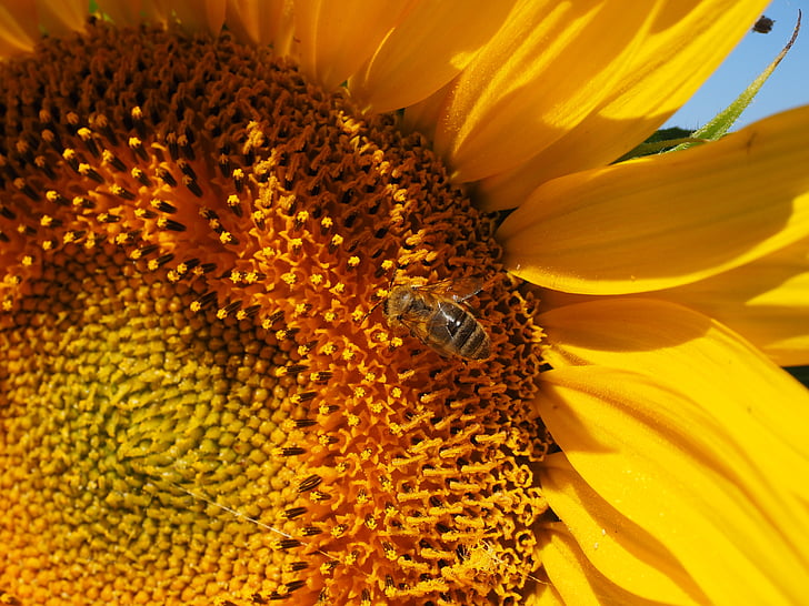 bee, pollen, collect, sun flower, blossom, bloom, nectar