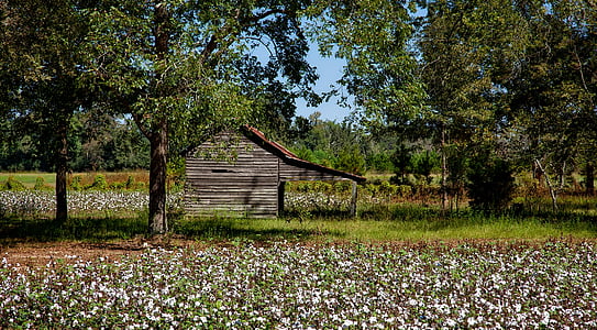 Alabama, farma, Bavlna, poľnohospodárstvo, pole, stodola, prístrešok