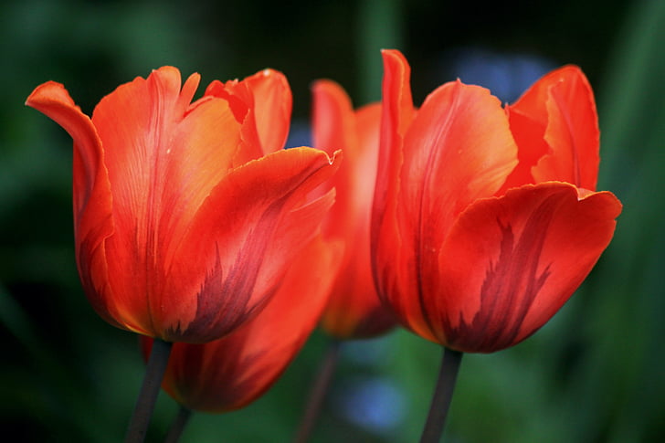 tulipaner, blomster, våren, natur, Flora, anlegget, oransje