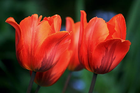 tulipes, flors, primavera, natura, flora, planta, taronja