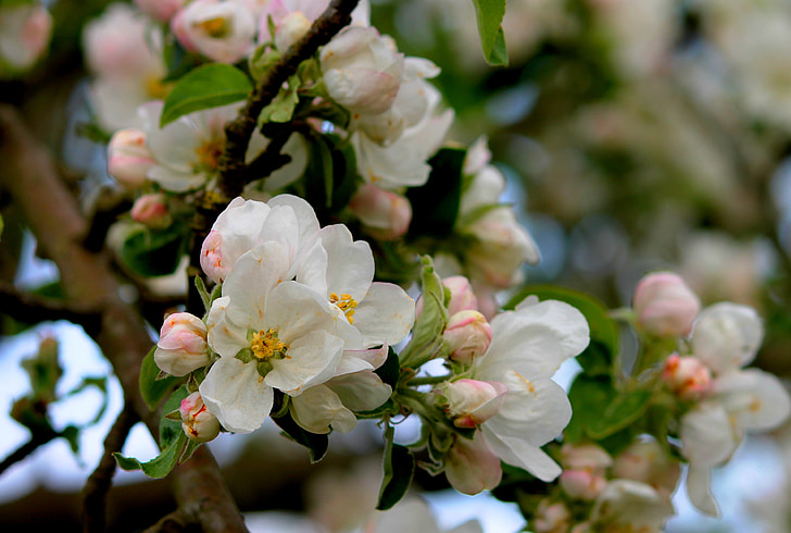 Virágszálnak Apple, almafa, fióktelep, Bloom, tavaszi, gyümölcsfa, Blossom