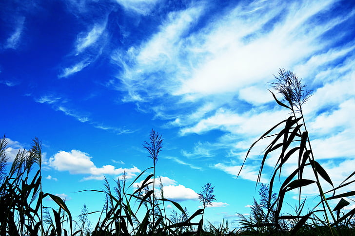 rush, reed, grass, nature, silhouette, blue skies, landscape
