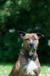 Stafford, amerikanischer Staffordshire-terrier, Terrier, Pit bull, Porträt, Amstaff, Gesicht