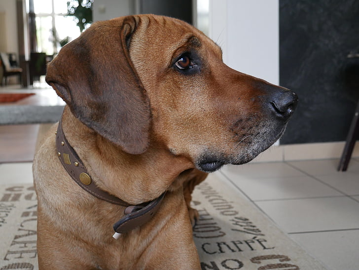 Родезийски Риджбек, куче, домашен любимец, главата, кафяв, куче порода, състезание