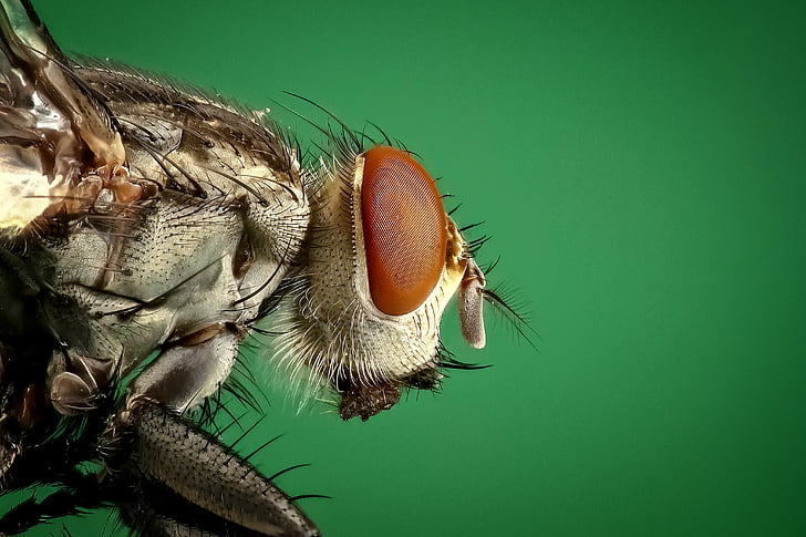 animal, bug, close, compoud eye, fly, housefly, insect