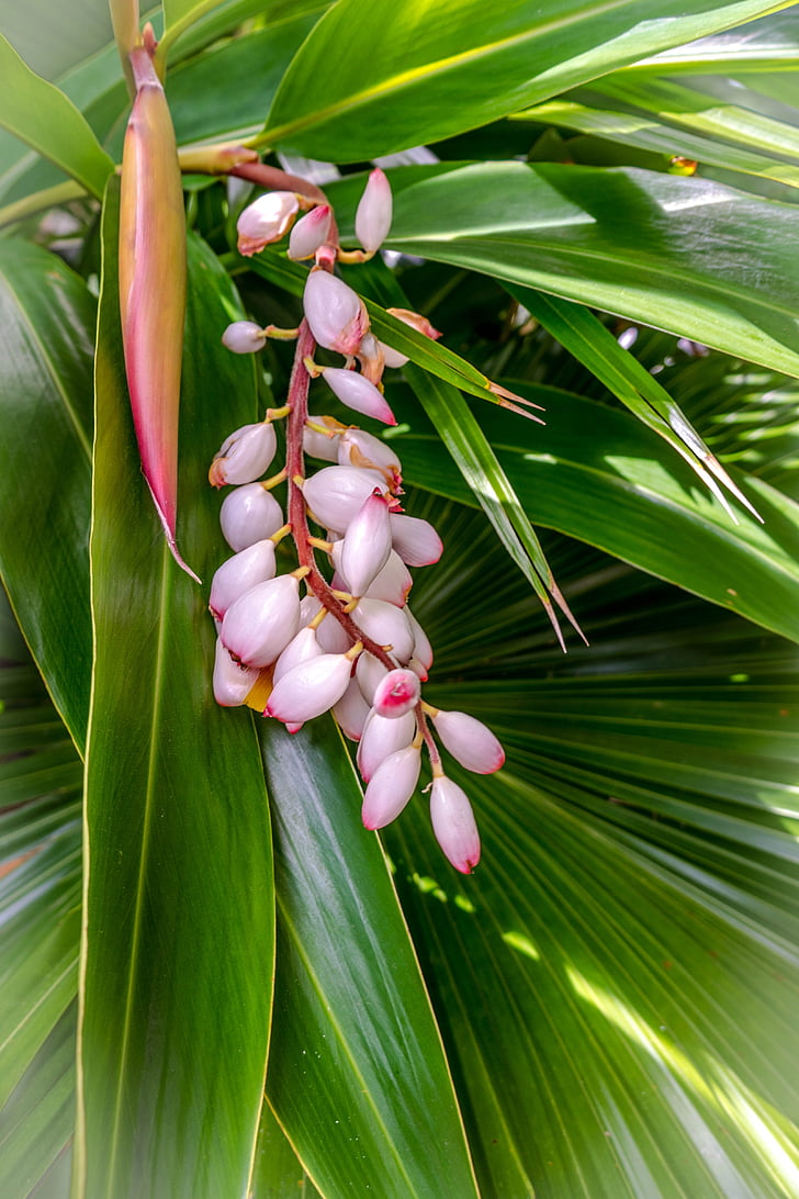 flor de coral bean, Florida, cabeças de flor, fechado pétalas, flores da Primavera, brilhante