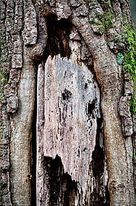 tronc, arbre, escorça, tronc d'arbre, planta, natura