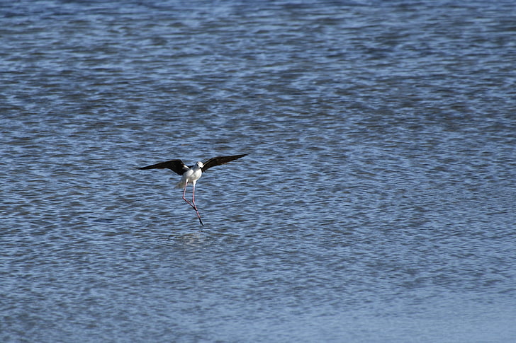 black-winged stilt, wader, bird, marsh, water