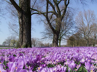 Crocus, musim semi, Taman, Düsseldorf, bunga, laut bunga, Rheinpark