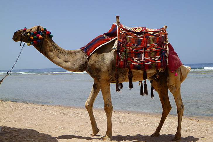 chameau, animal, désert, dromadaire, Égypte, navire du désert