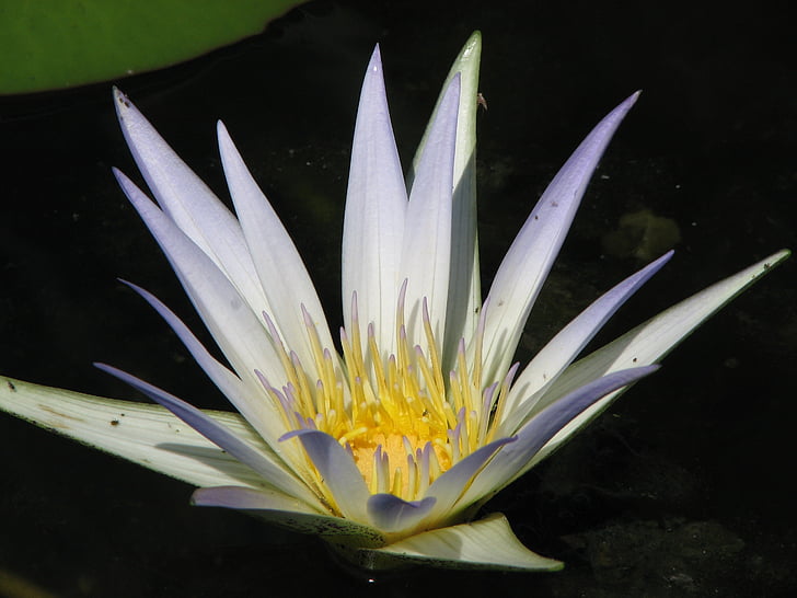 waterlily, water, lily, white, lotus, pond, flower