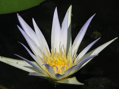 Nilüfer, su, Lily, Beyaz, Lotus, gölet, çiçek