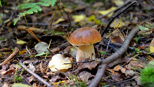 CEP, floresta, Outono, natureza, cogumelo da floresta