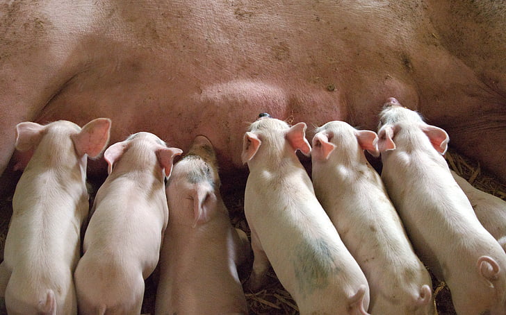 порося, Молочний, матері, молоко, послід, свиня, молоді