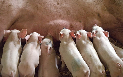 piglet, suckling, mother, milk, litter, pig, young