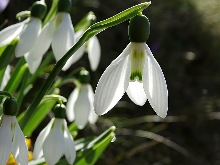 snowdrop, spring flowers, signs of spring, spring, close, flowers, bloom