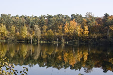Lagoa, espelhamento, emergir, folhas, Maple, livro, Outubro