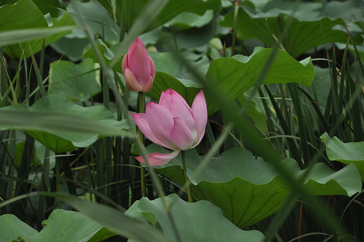 Lotus, kvet, rastlín, kvety, Lotus lístia, tmavozelená