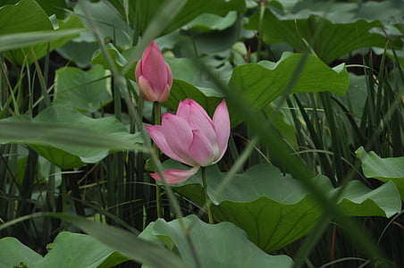 Lotus, puķe, augu, ziedi, Lotus leaf, zaļu lapu