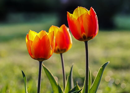 Tulipán, červeno žluté tulipány, Jarní květina, Barva, jarní květiny, Květinová zahrada, Příroda