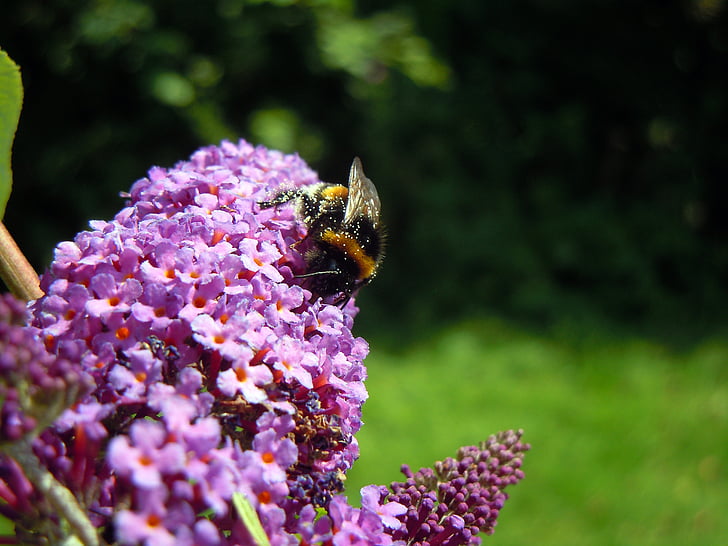 hummel, lilac, insect