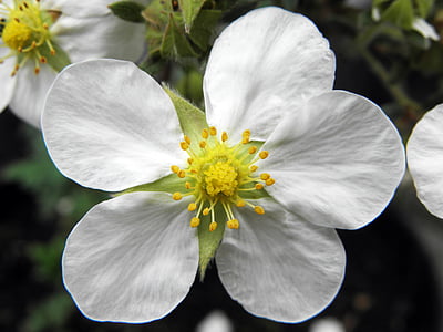 Pięciornik Tilford krem, ogród, Natura, biały kwiat, pięć płatków, kwiat, roślina
