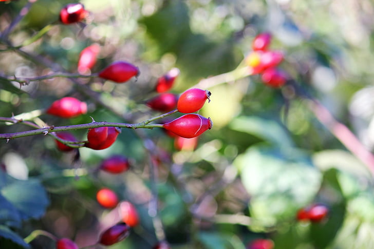 Rosa Mosqueta, Outono, bagas vermelhas, arbusto, natureza, vermelho, frutas