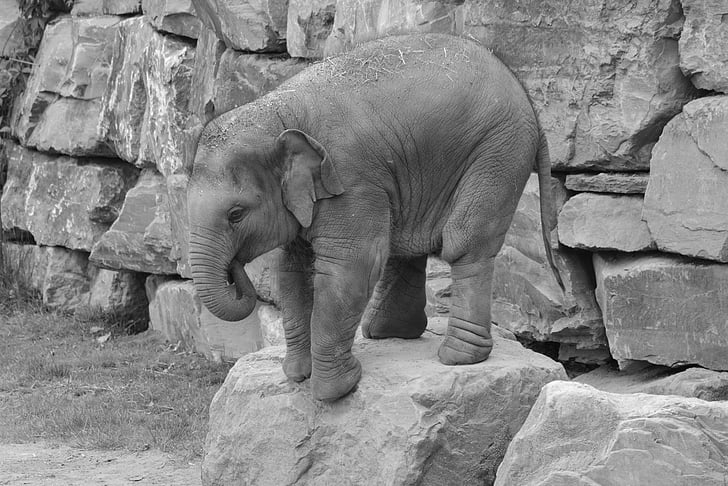 elefant, trunk, djur, däggdjur, naturen, Baby elephant, grå