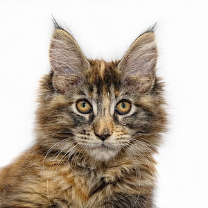 maine coon, cat, young cat, cat face, maine coon cat, pet, adidas