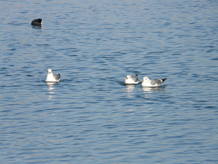 gulls, coot, swim, water