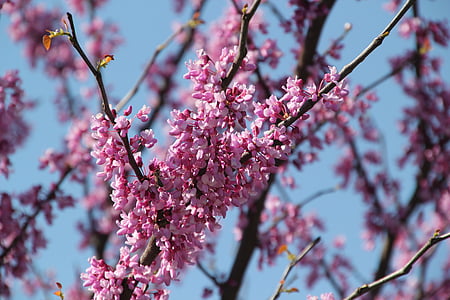 koks, redbud, rozā, Pavasaris, daba, ziedi, Violeta