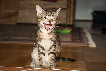 tiger room, cat, yawn, tooth, cat tongue, adidas, pet
