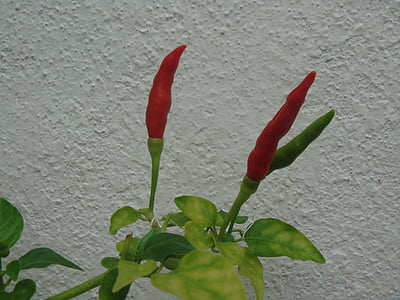 chillis, peppers, fresh, organic, growing, plant, red