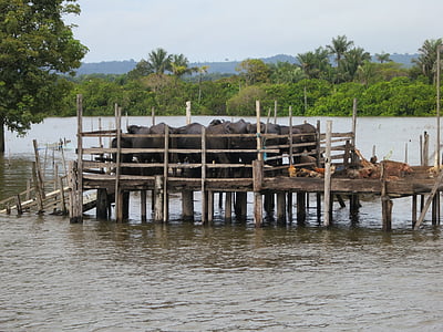 Amazon, vodeni bivol, Brazil, Južna Amerika, drvo - materijal, priroda, vode