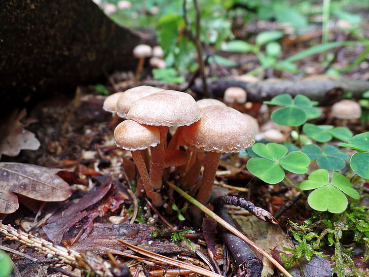 champignon, skov, natur, efterår, risiko, svampe arter