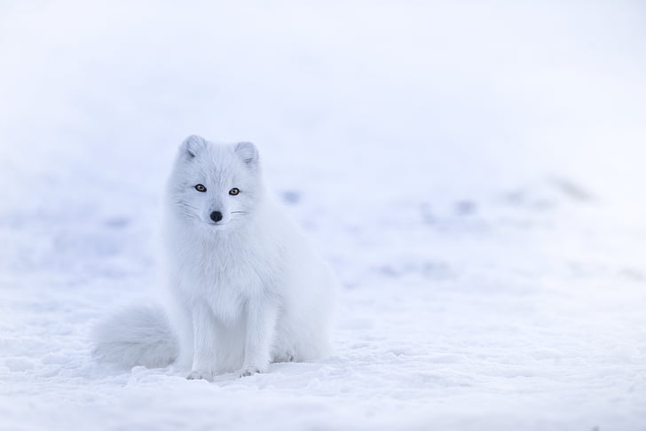 white, fox, animal, wildlife, snow, winter, cold temperature