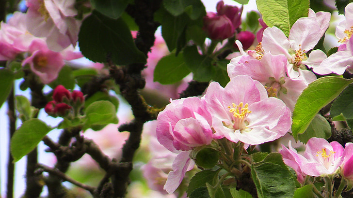 Primavera-de-rosa, flores, -de-rosa, dia de primavera, Abril-de-rosa, Primavera, flor