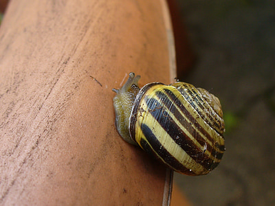 snail, shell, close, snail shell, escargots, mollusk, slowly