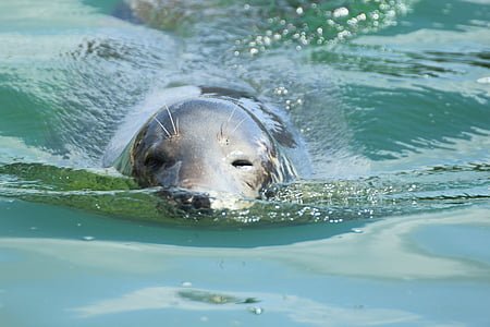 seal, phoca vitulina, robbe, dog seal, animal, coast, mammal