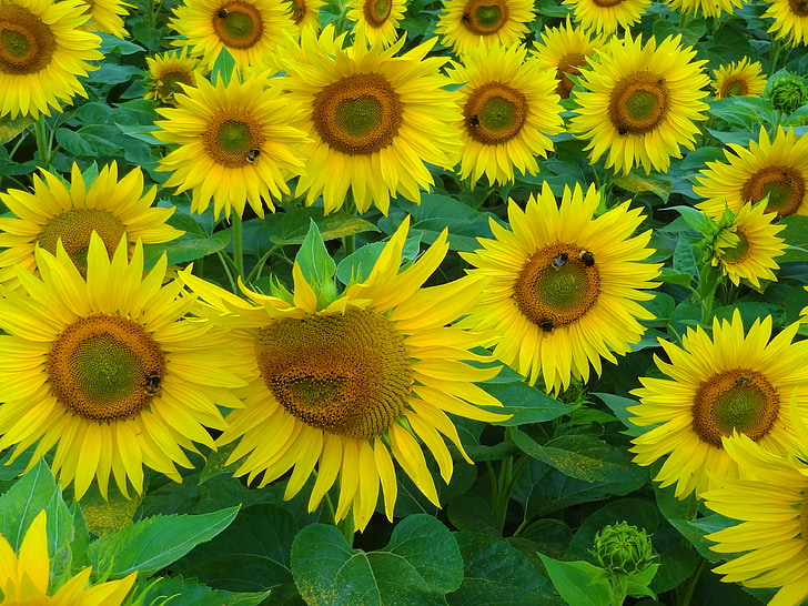 fiore del sole, estate, API, Hummel, campo di girasoli, impollinazione, miele