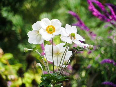 Luonto, kasvi, kukka, valkoinen, Blossom, Bloom, makro