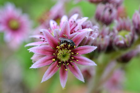 pink flower, fly, flower, macro, summer, pink, pollination