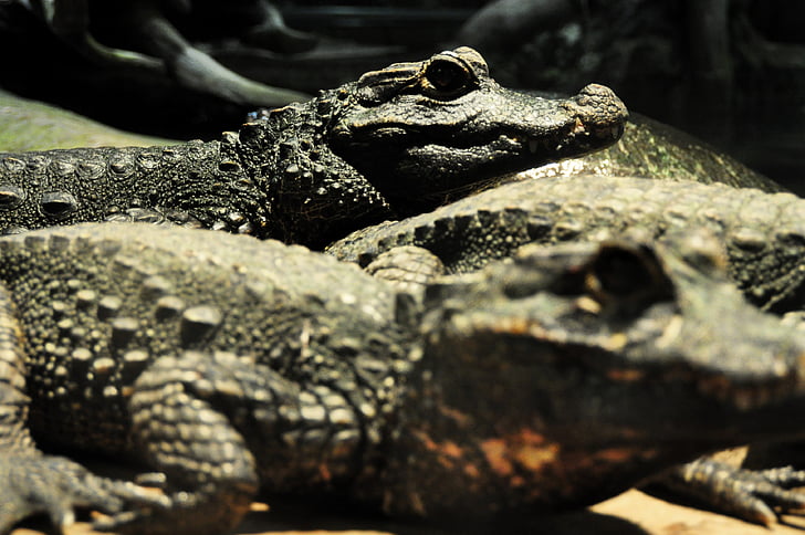 crocodile, lizard, reptile, dangerous, predator, carnivores, tooth