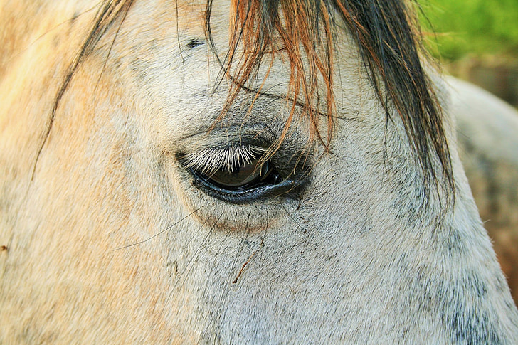 hest, hvit, hodet, ansikt, øye, Nærbilde