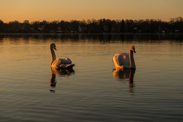 Swan, vody, jazero, Vodné vták, vták, biela, Biela labuť