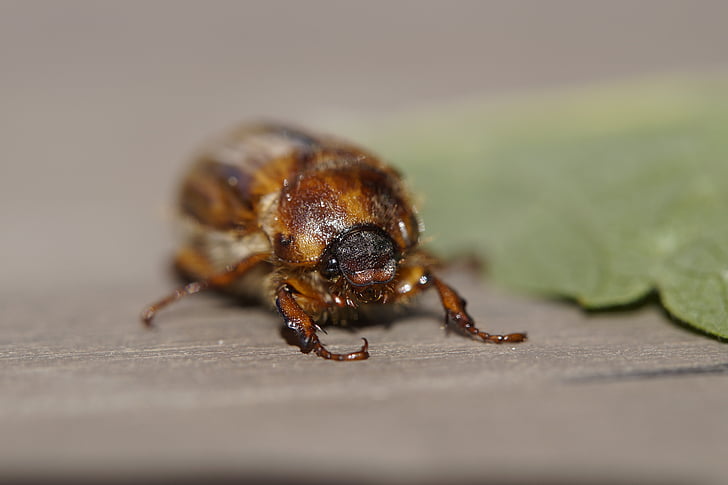 chafer, crawl, june, summer, animal, insect, beetle