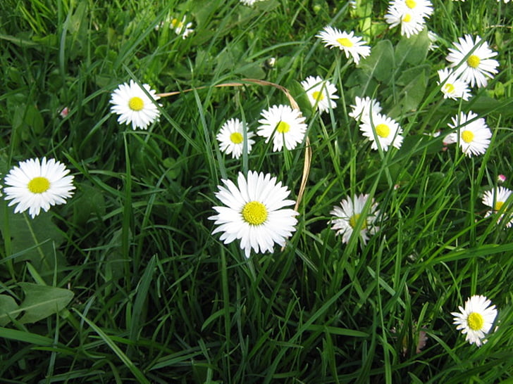 łąka, kwiat, Daisy, wiosna, roślina