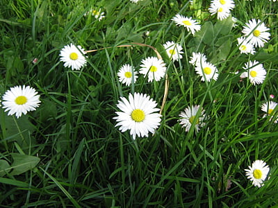 Meadow, Hoa, Daisy, mùa xuân, thực vật